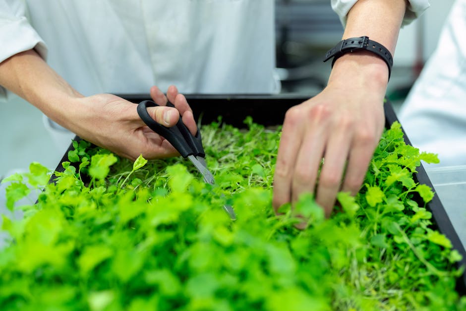 Aromatic Delights at Your Fingertips: Growing Hydroponic Herbs
