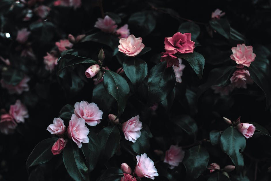 Floral Elegance After Dark: Hydroponic Night-Blooming Garden
