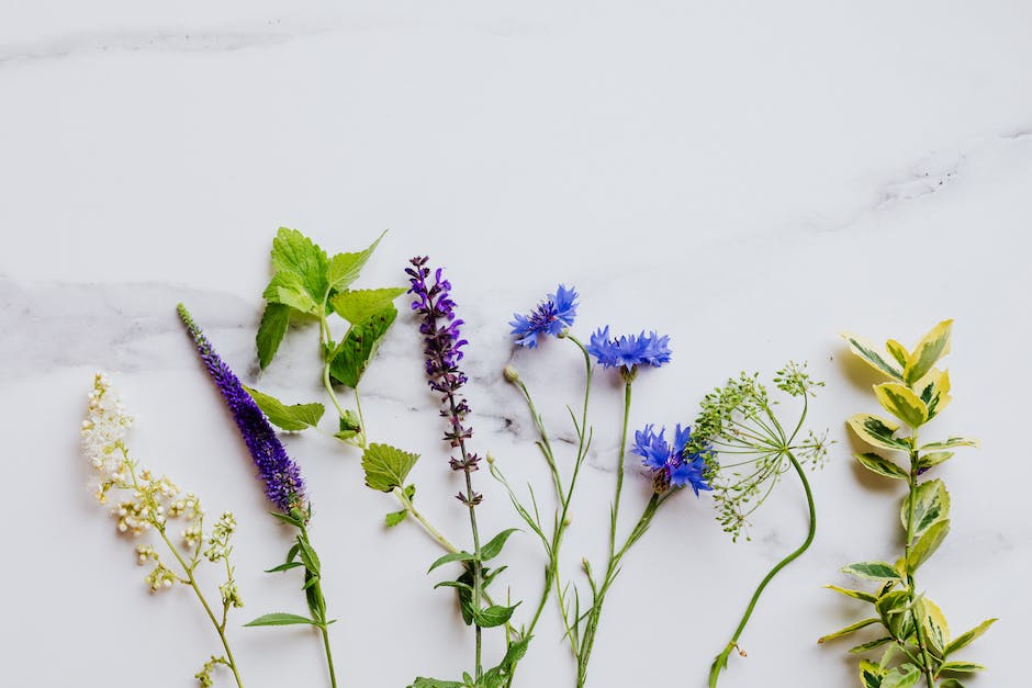 Healing Garden: Growing Hydroponic Medicinal Herbs