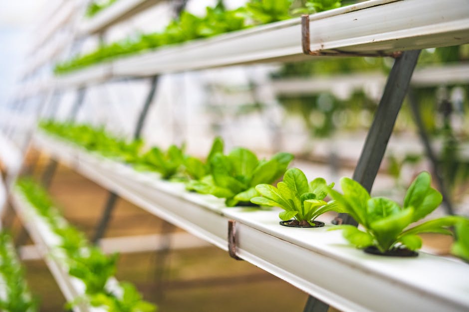 why hydroponics is becoming more popular