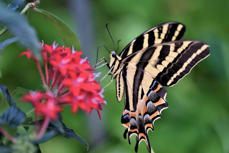 Wings at Home: Hydroponic Butterfly Garden